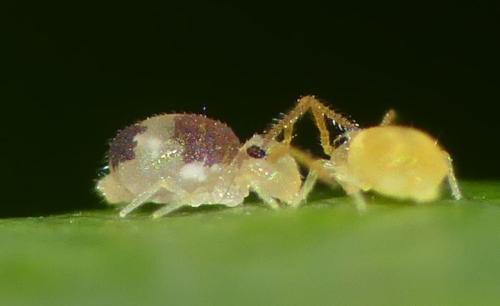 Deuterosminthurus bicinctus